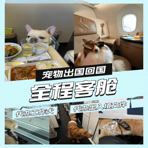 那曲地区宠物托运到白俄罗斯宠物入境规定和要求